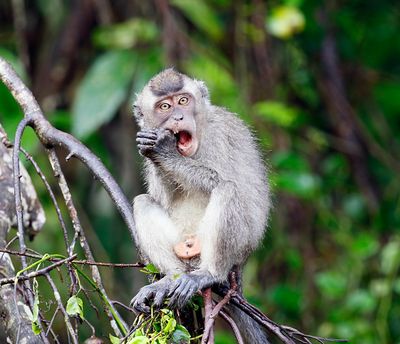 Nicobar Crab-eating Macaque