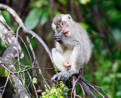 Nicobar Crab-eating Macaque