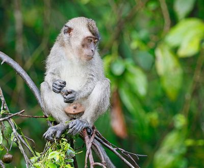 Nicobar Crab-eating Macaque