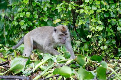 Nicobar Crab-eating Macaque