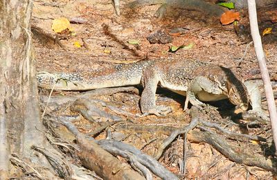 Water Monitor