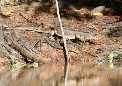 Water Monitor