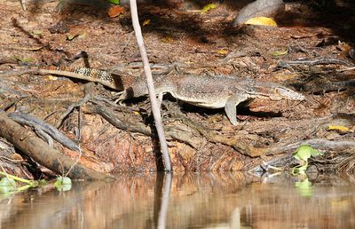 Water Monitor