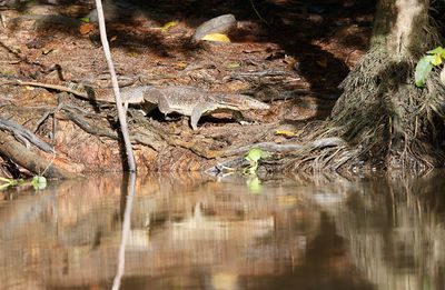 Water Monitor
