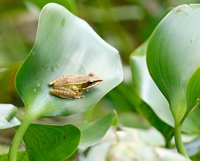 White-lipped Frog
