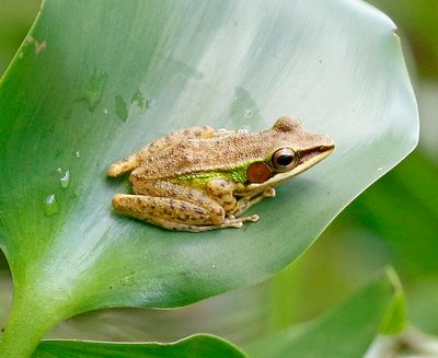 White-lipped Frog