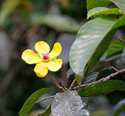 Flower sp. along river