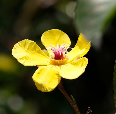Flower sp. along river