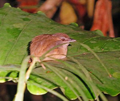 Horsfield's Babbler (?)