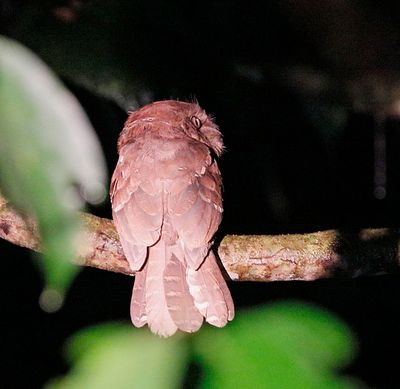 Gould's Frogmouth