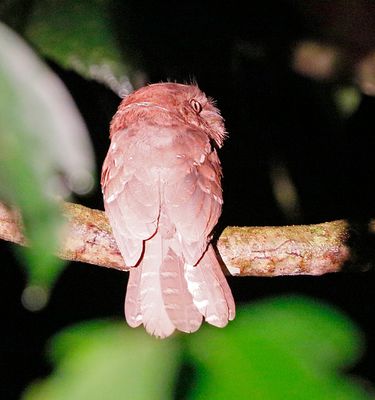 Gould's Frogmouth
