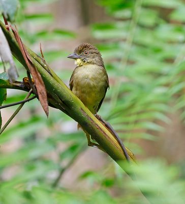 Finsch's Bulbul
