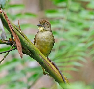 Finsch's Bulbul