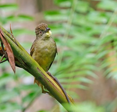 Finsch's Bulbul