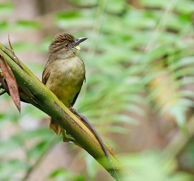 Finsch's Bulbul