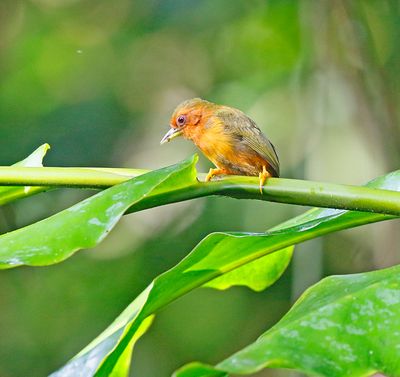 Rufous Piculet
