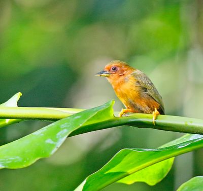 Rufous Piculet