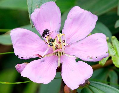 Flower(?) with black bees (?)