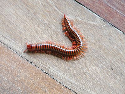 Millipede