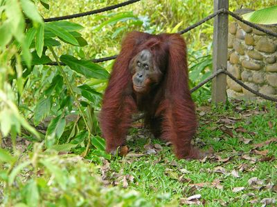 Orangutan