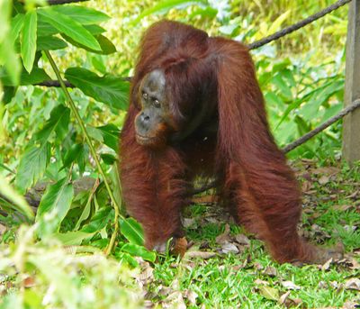 Borneo Wildlife -October 2022