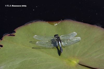 Dragonflies, damselflies, and mayflies