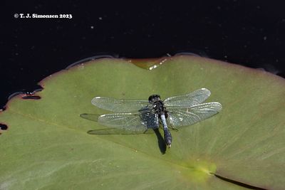 Lilypad Whiteface Leucorrhinia caudalis