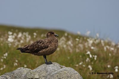 Great Skua (Stercorarius skua)