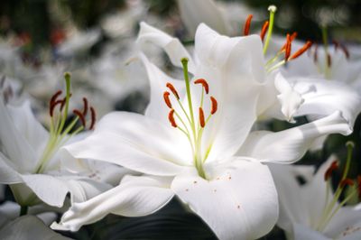 longwood gardens