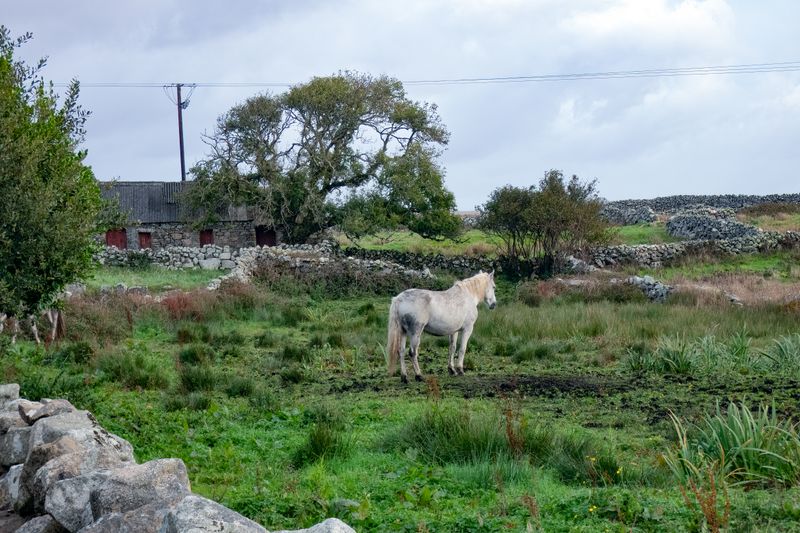 288 Ireland October 02, 2023.jpg