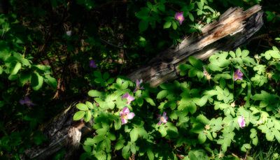 Small Landscapes