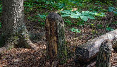 Small Landscapes