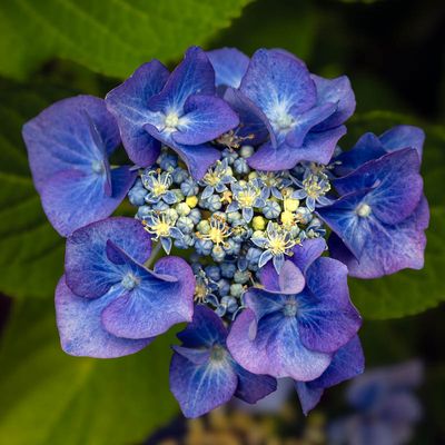 Flora