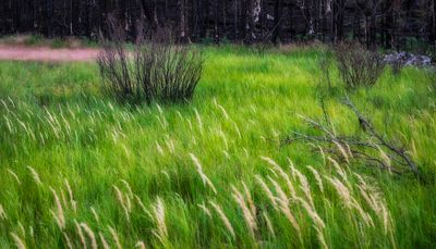 Small Landscapes