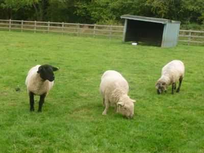 Suffolk sheep and Southdown Sheep
