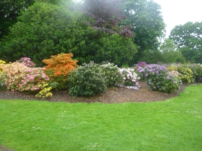 Rhodedendron display