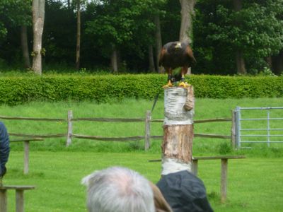 Scene from birds of prey display