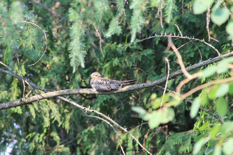 Oiseaux