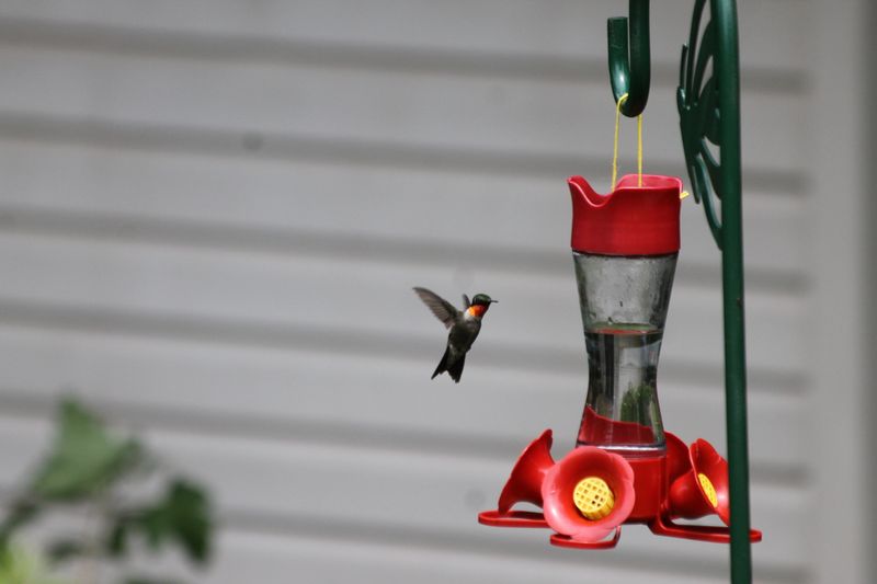 Oiseaux au fil des années