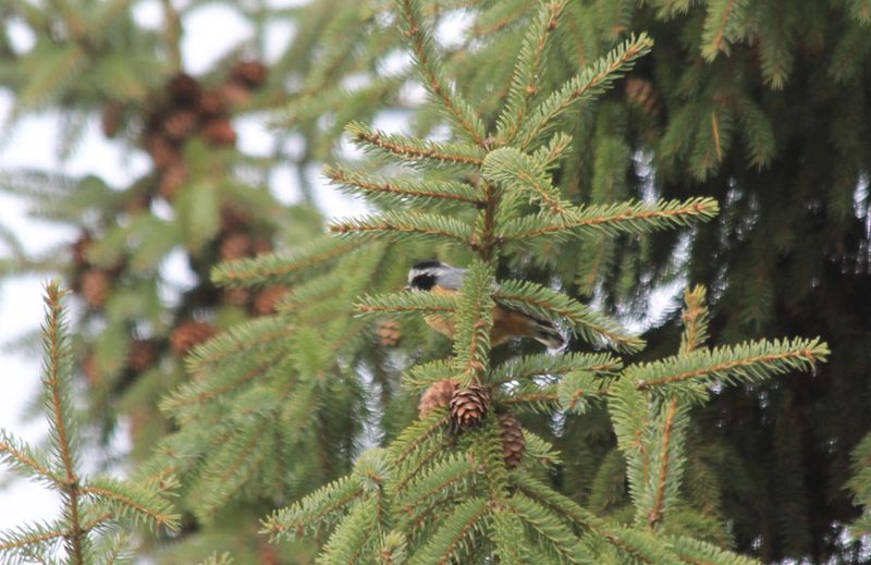 Oiseaux au fil des années