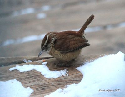 Oiseaux au fil des années