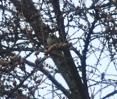 Roitelet à couronne dorée