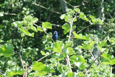 Passerin indigo