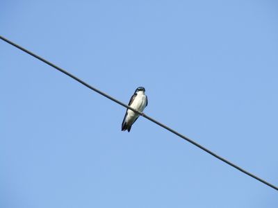 Hirondelle bicolore