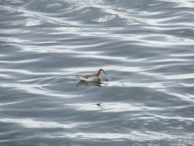 Phalarope de Wilson