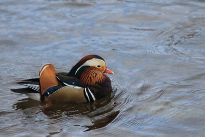 Canard Mandarin