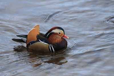 Canard Mandarin