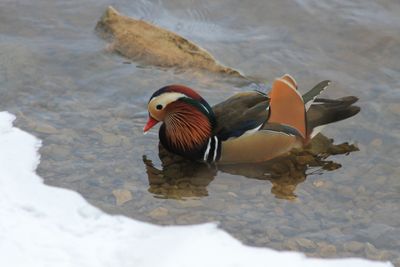 Canard Mandarin