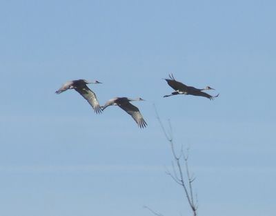 Grue du Canada