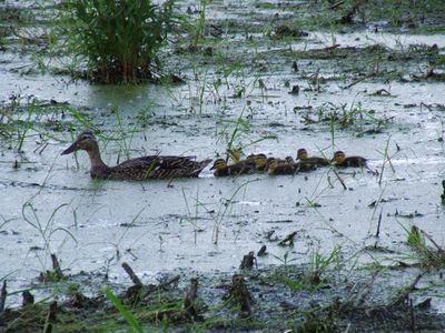 Canard Colvert (femelle avec ses petits)